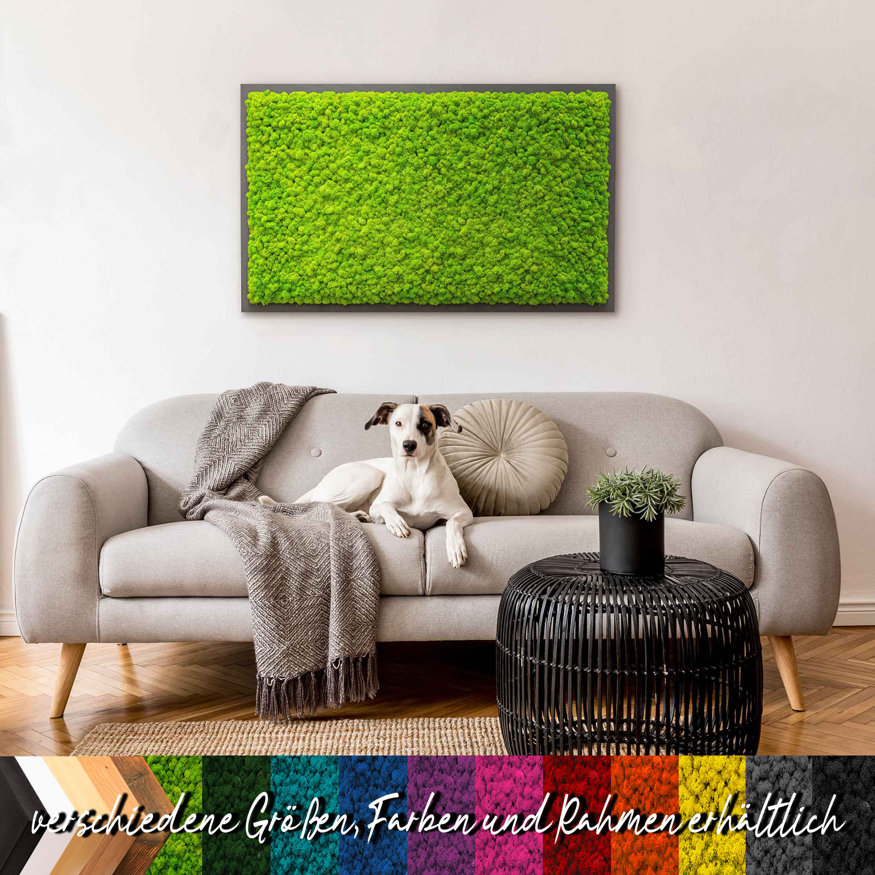 Moosbild mit Islandmoos