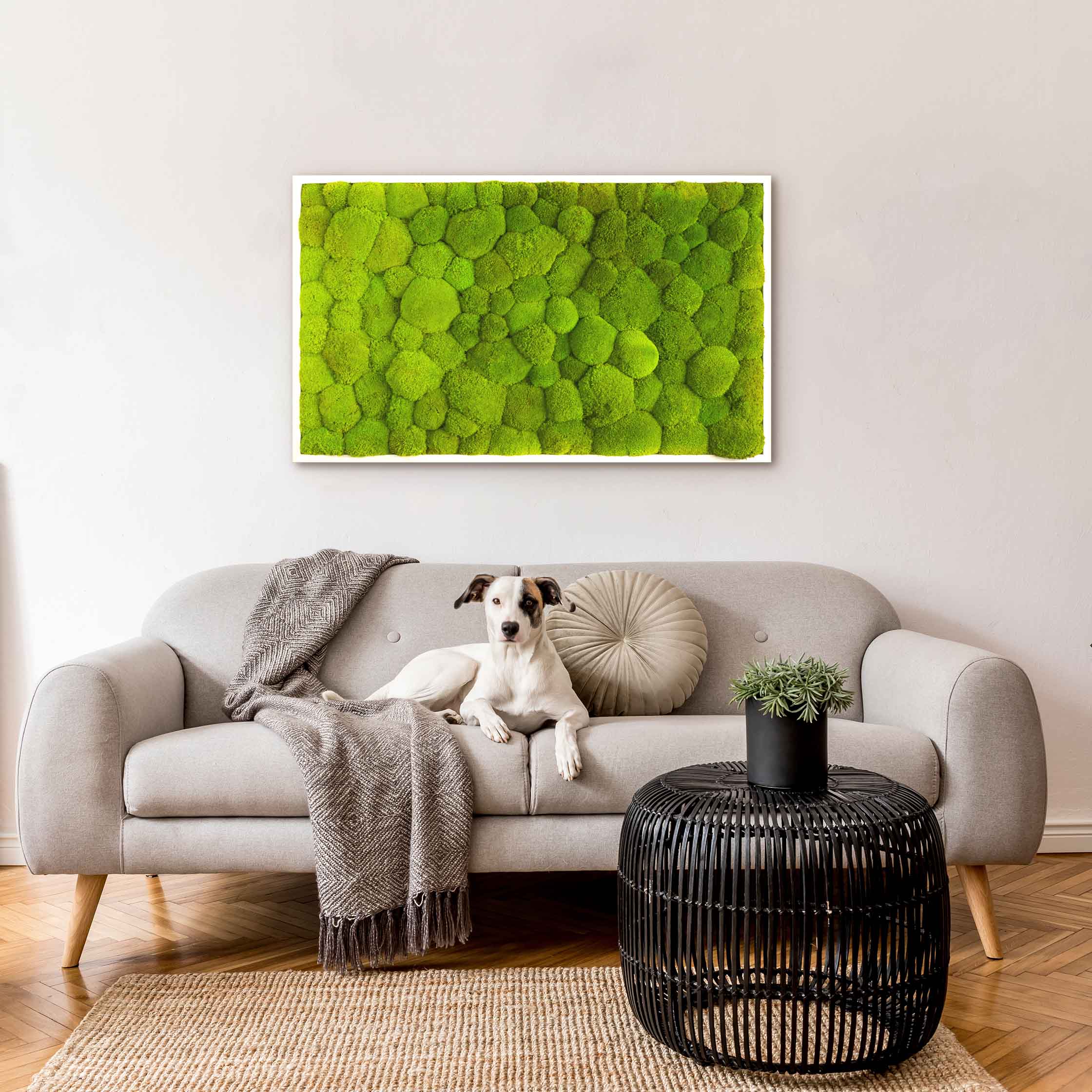 Moosbild mit Kugelmoos - 100 x 60 cm - Holzrahmen weiß lackiert - 1